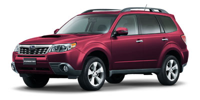 Camellia Red Pearl
